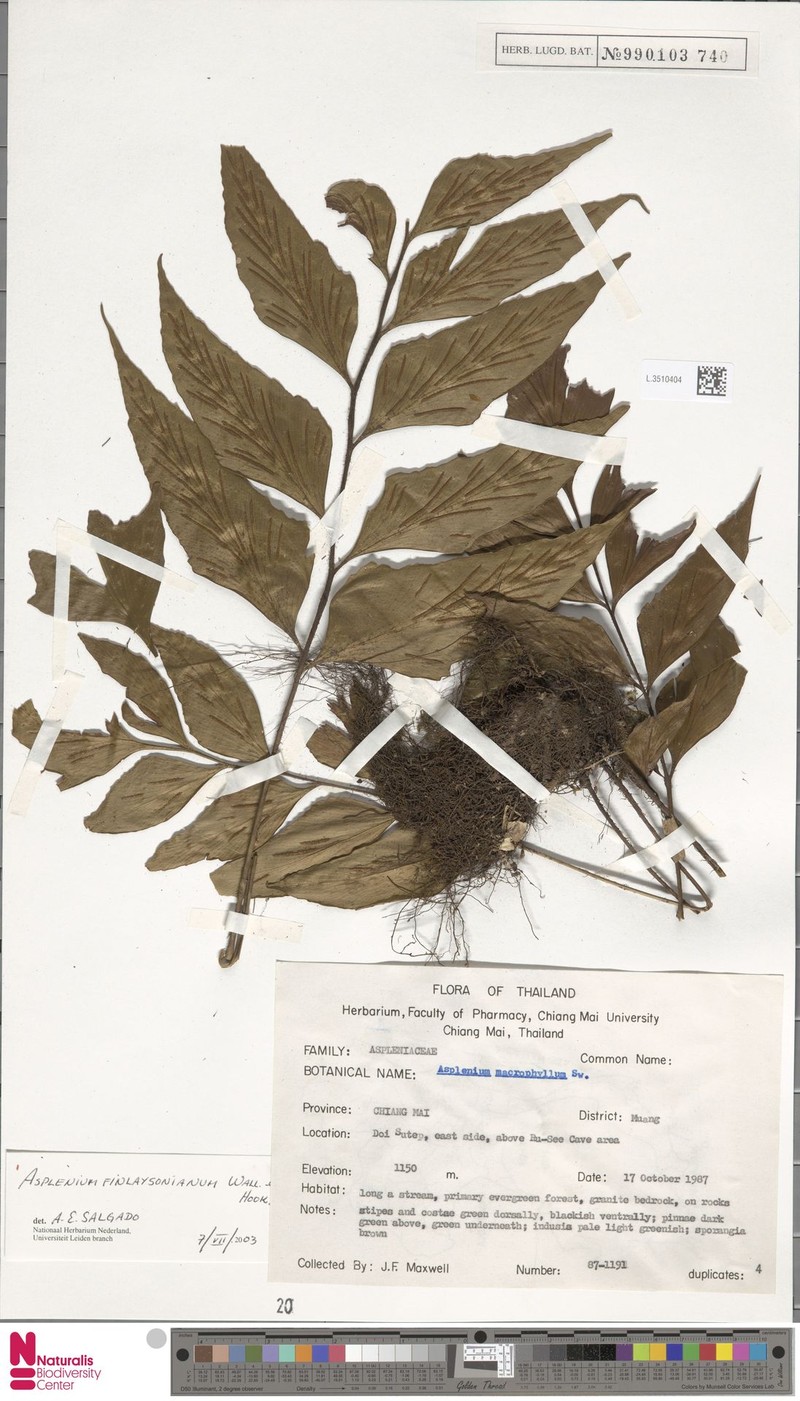 Asplenium finlaysonianum photo 7