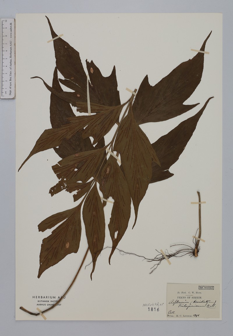 Asplenium finlaysonianum