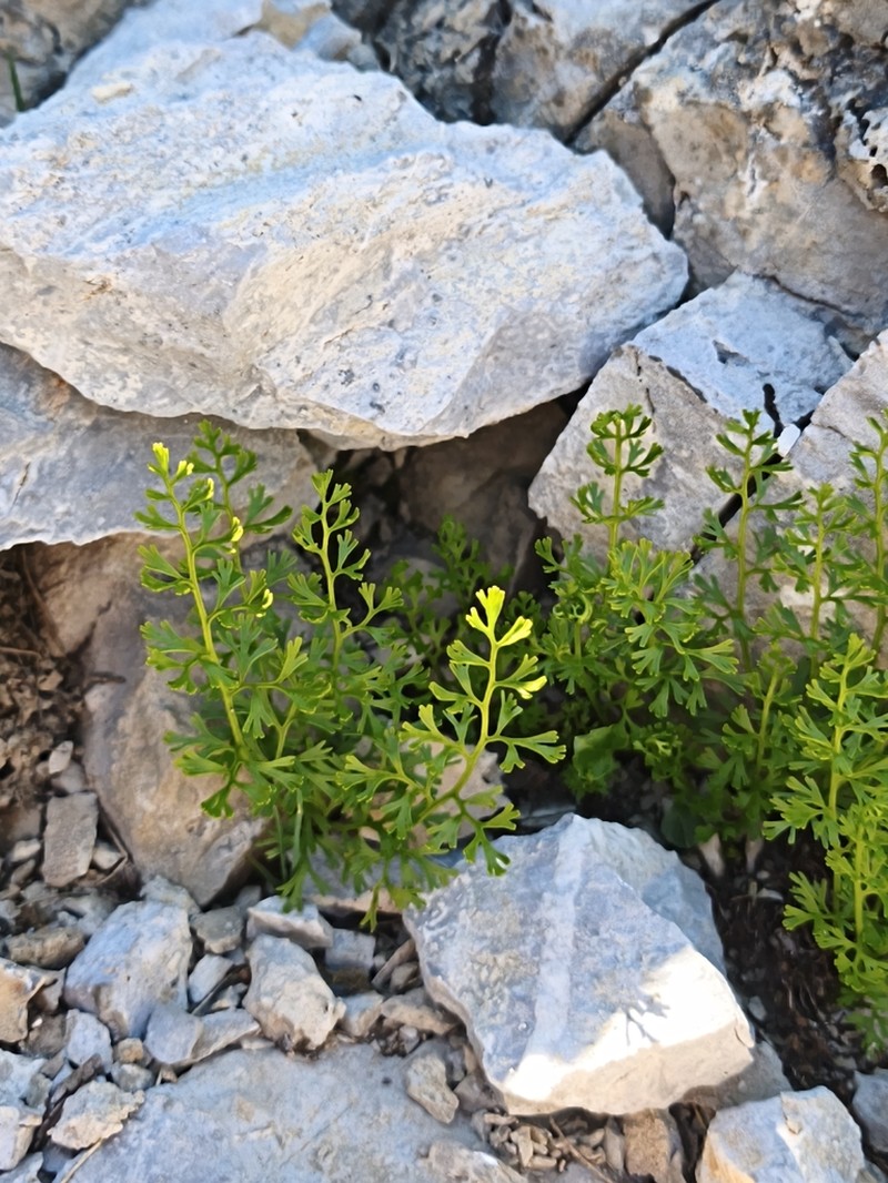 Asplenium fissum photo 2