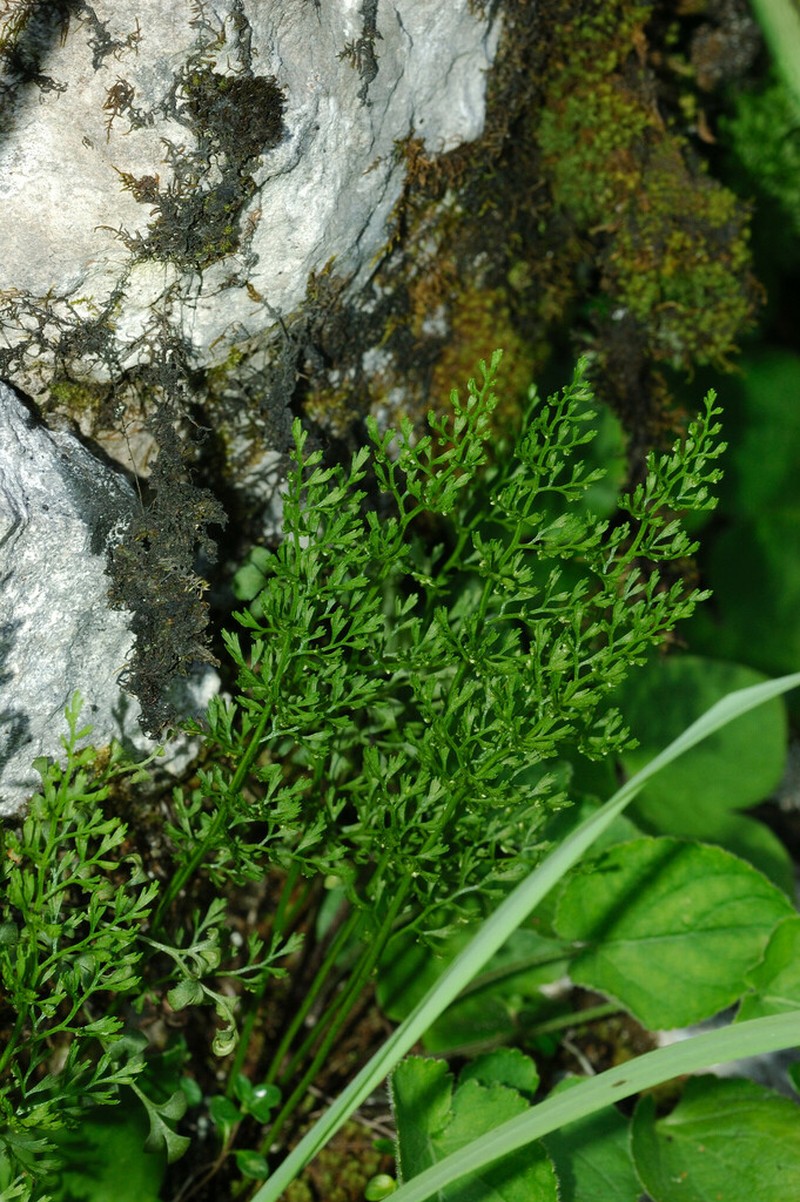 Asplenium fissum photo 3