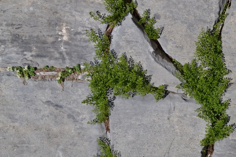 Asplenium fissum photo 4