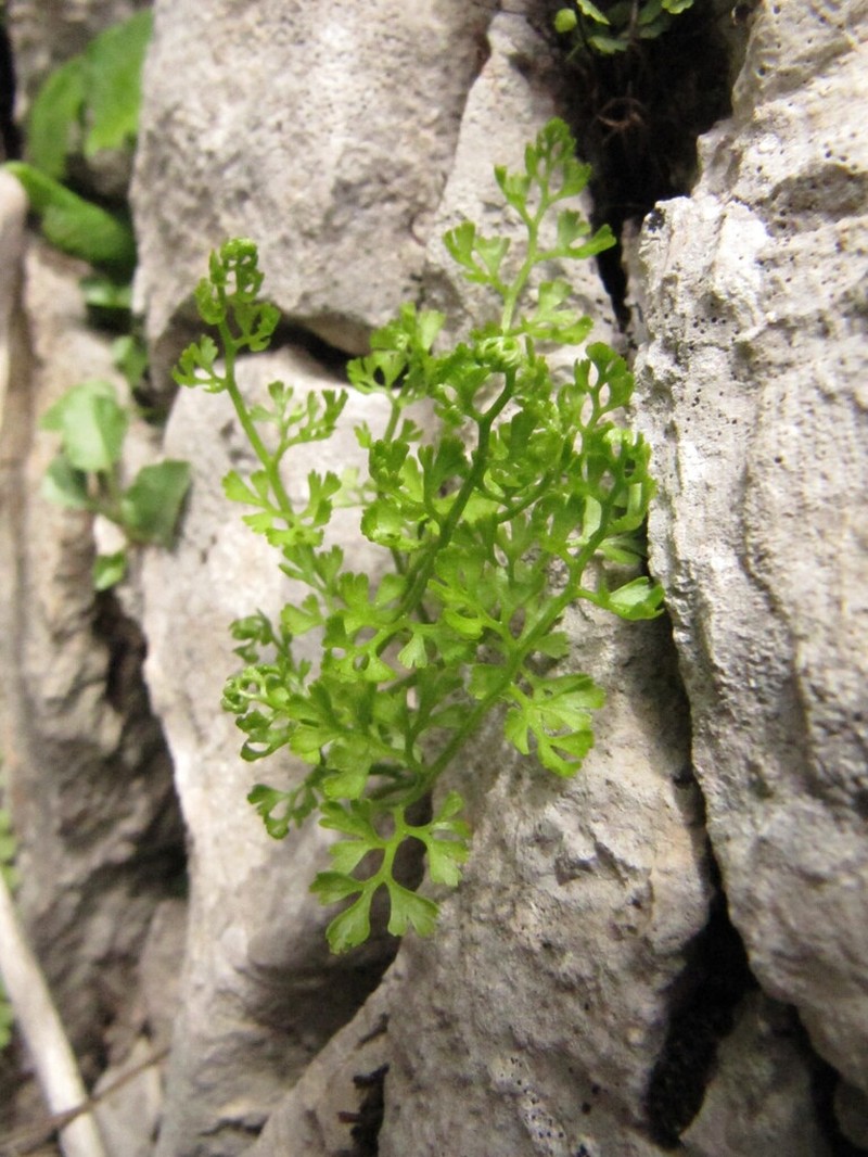 Asplenium fissum photo 5