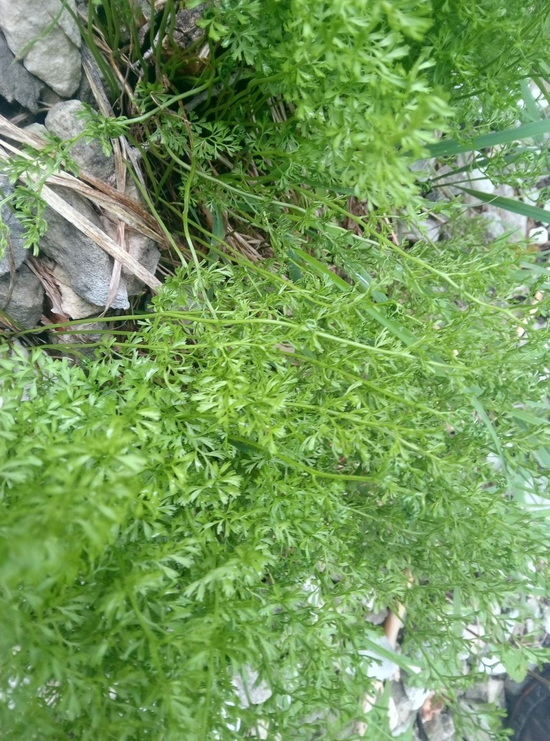 Asplenium fissum photo 6