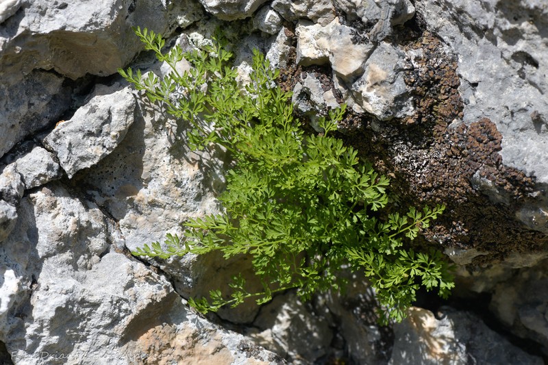 Asplenium fissum photo 7