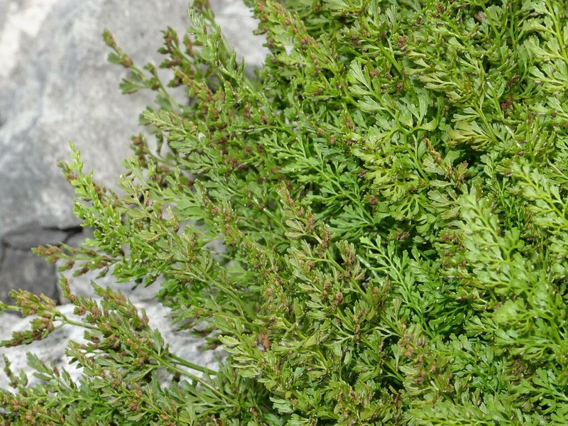 Asplenium fissum photo 8