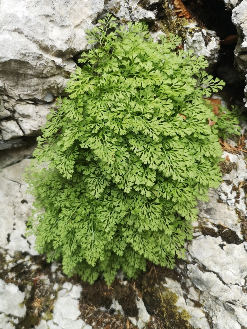 Asplenium fissum