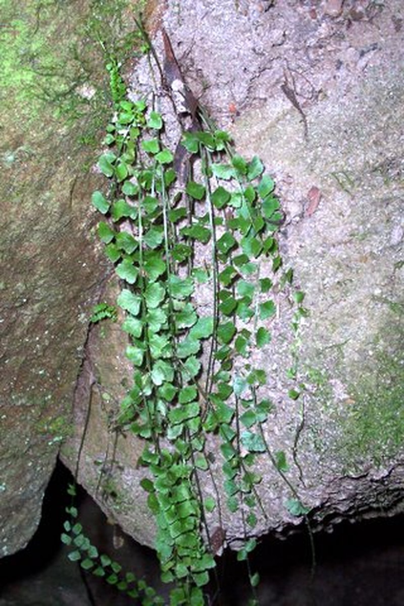 Asplenium flabellifolium