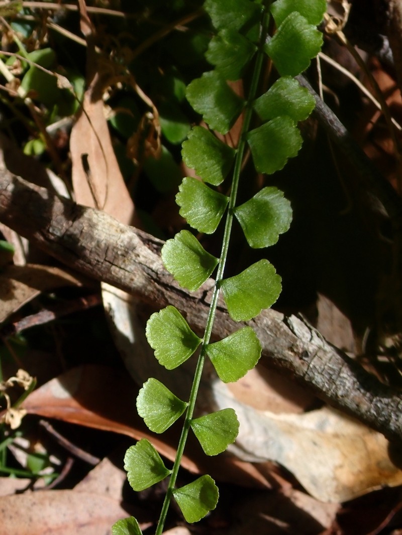 Asplenium flabellifolium photo 3