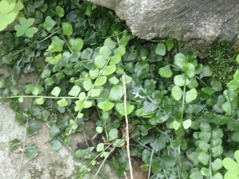 Asplenium flabellifolium photo 4