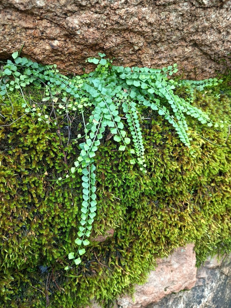 Asplenium flabellifolium photo 5
