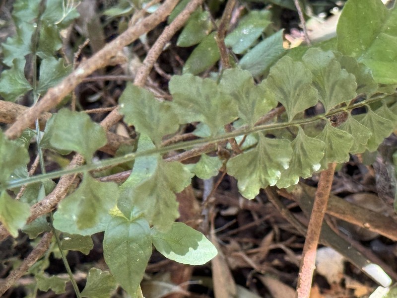 Asplenium flabellifolium photo 6