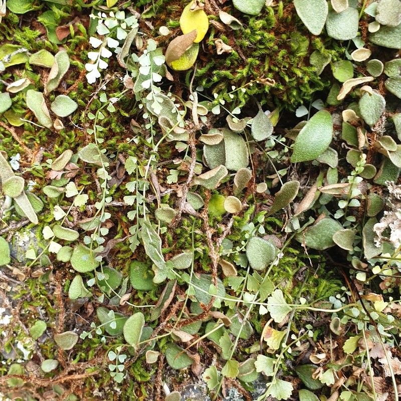 Asplenium flabellifolium photo 7