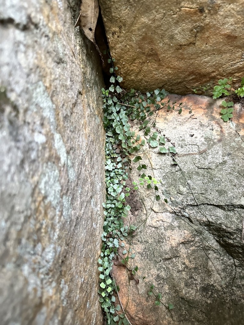Asplenium flabellifolium photo 2