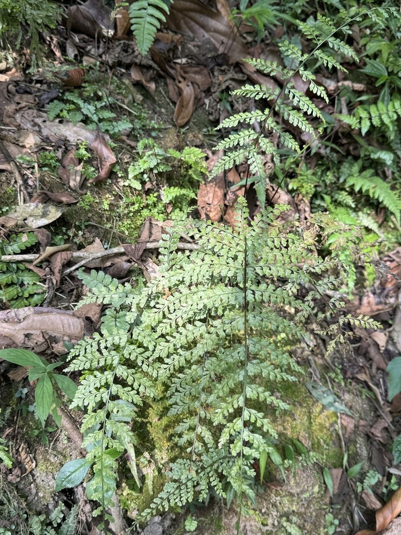 Latin American Spleenwort