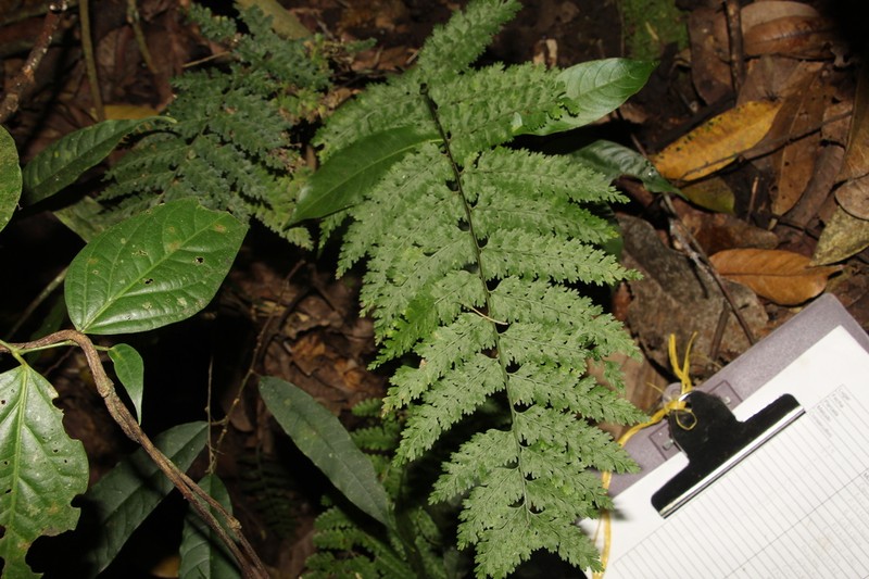Latin American Spleenwort photo 2