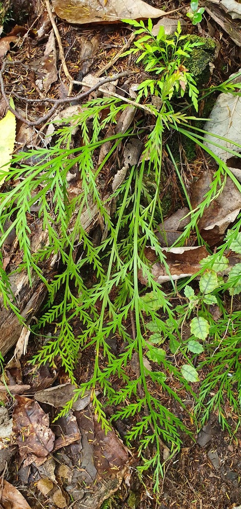 Asplenium flaccidum photo 2