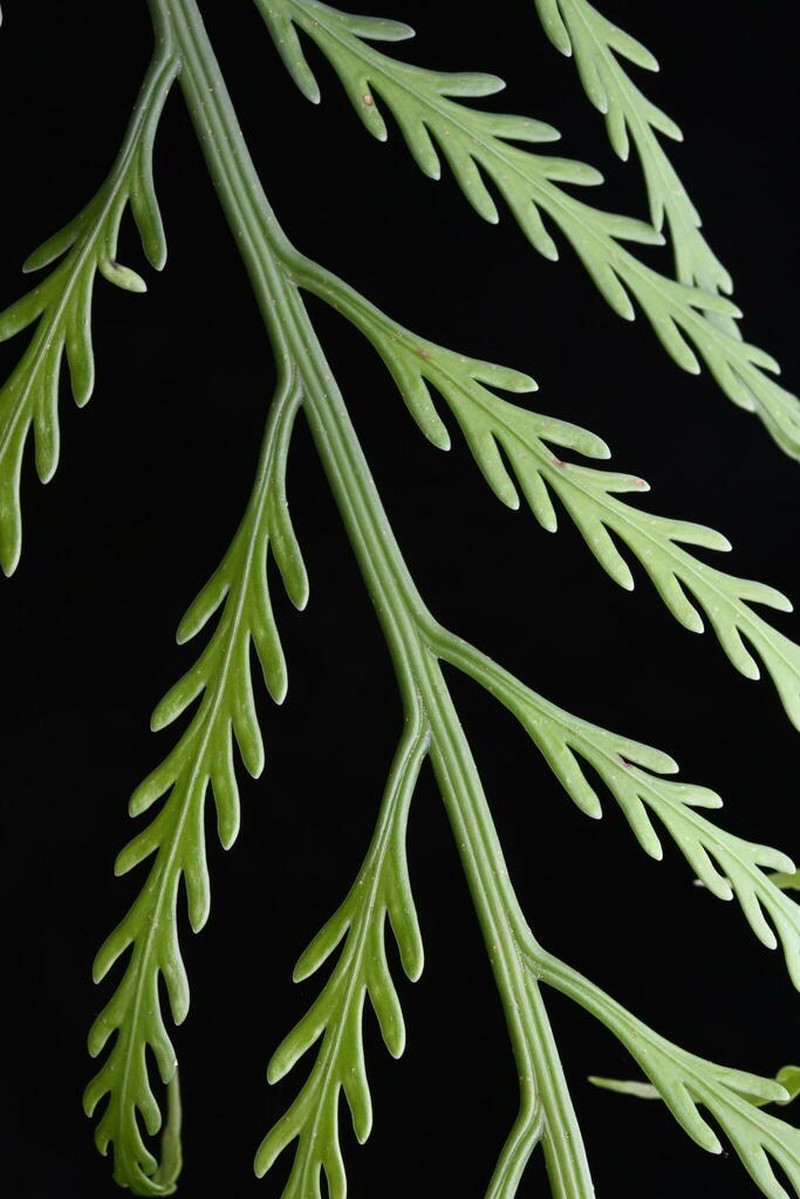 Asplenium flaccidum photo 3