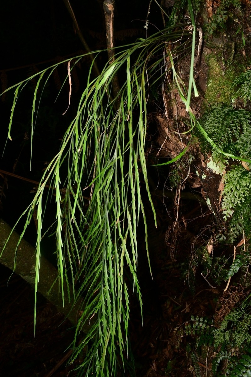 Asplenium flaccidum photo 4