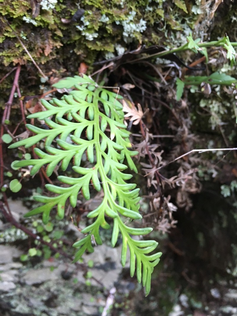 Asplenium flaccidum photo 5