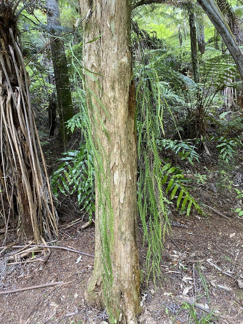 Asplenium flaccidum photo 6