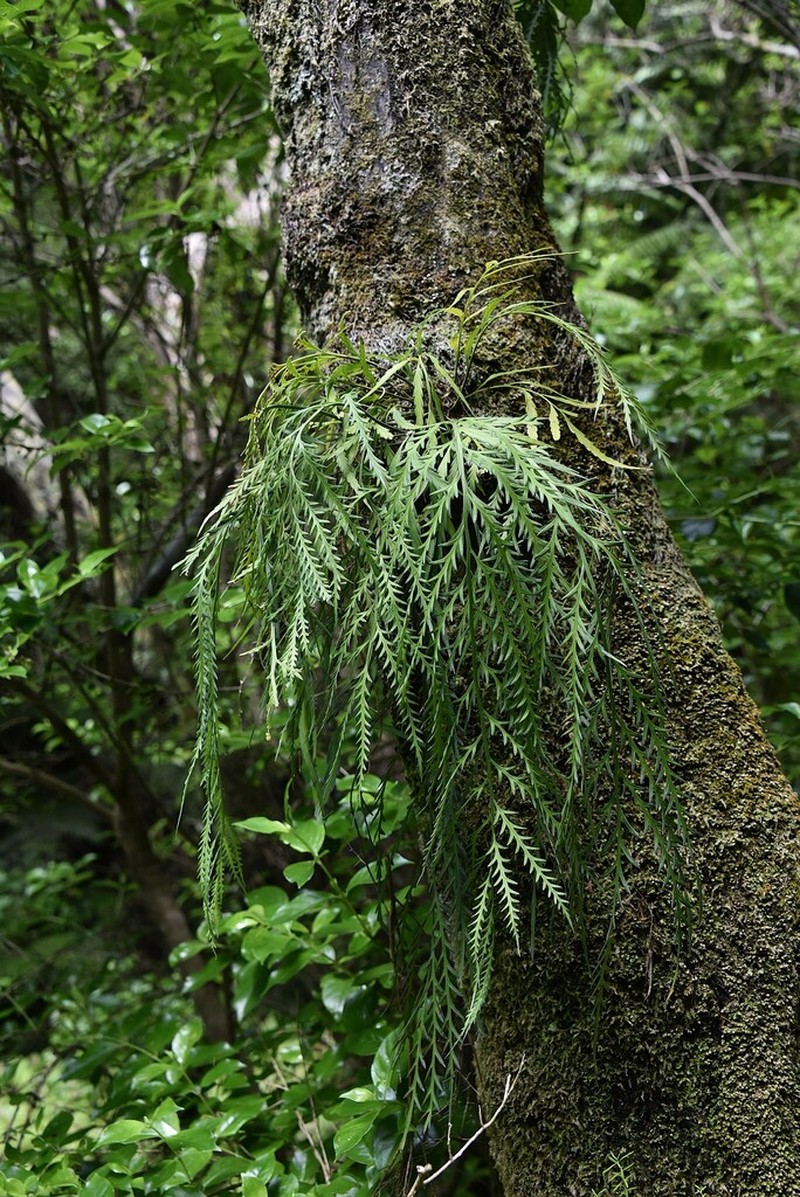 Asplenium flaccidum photo 7