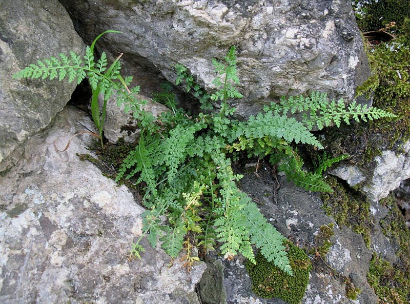 Asplenium fontanum