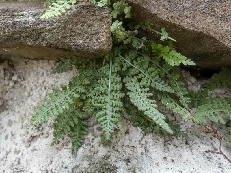Asplenium fontanum photo 4
