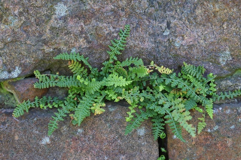 Asplenium fontanum photo 5