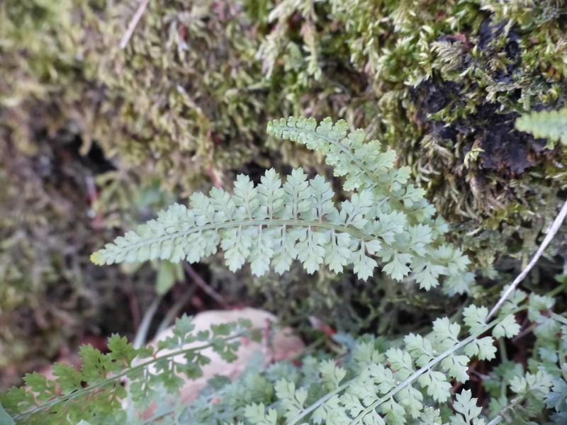 Asplenium fontanum photo 6