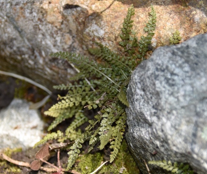Asplenium fontanum photo 7