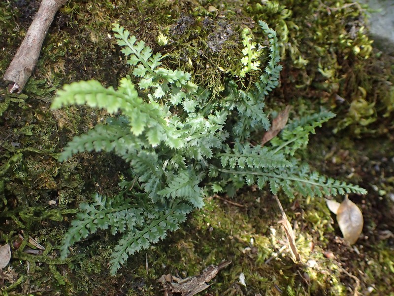 Asplenium fontanum photo 2