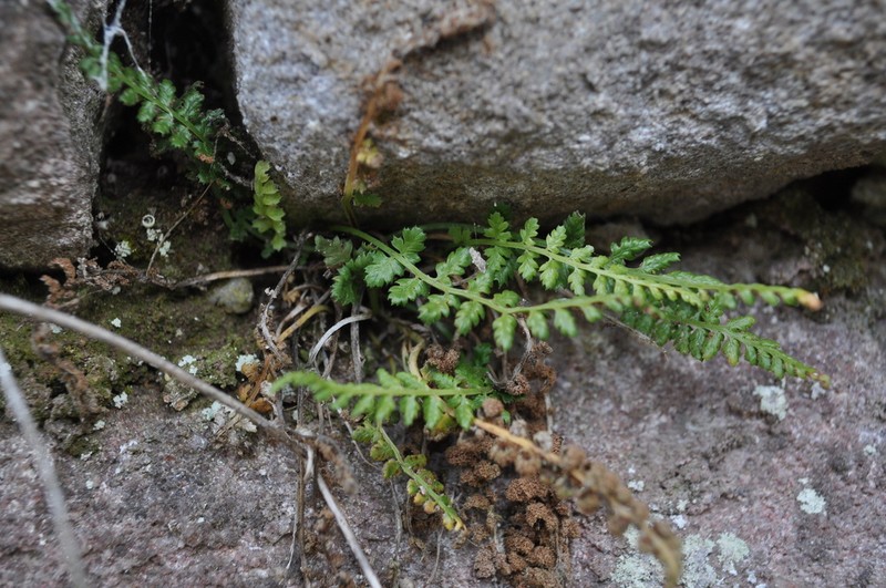 Asplenium fontanum photo 3