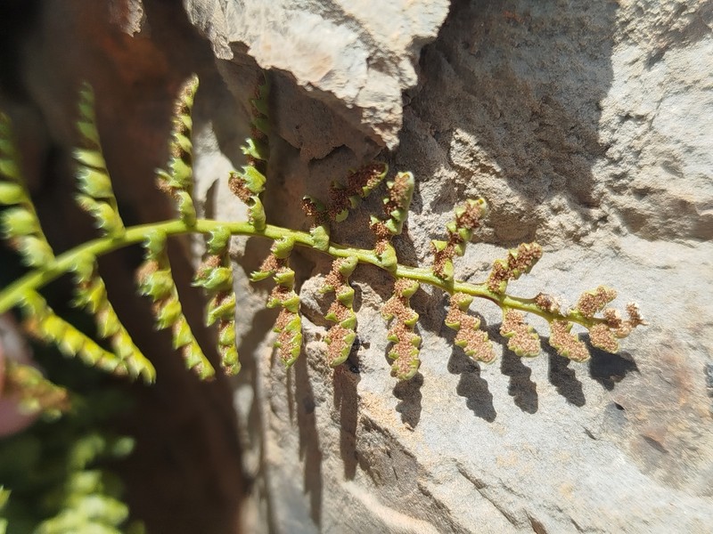 Asplenium fontanum subsp. fontanum