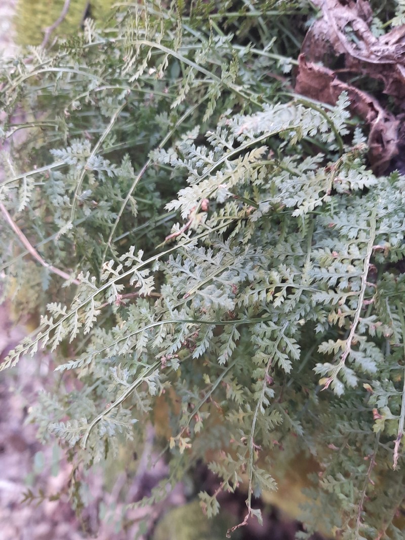 Asplenium fontanum subsp. fontanum photo 2