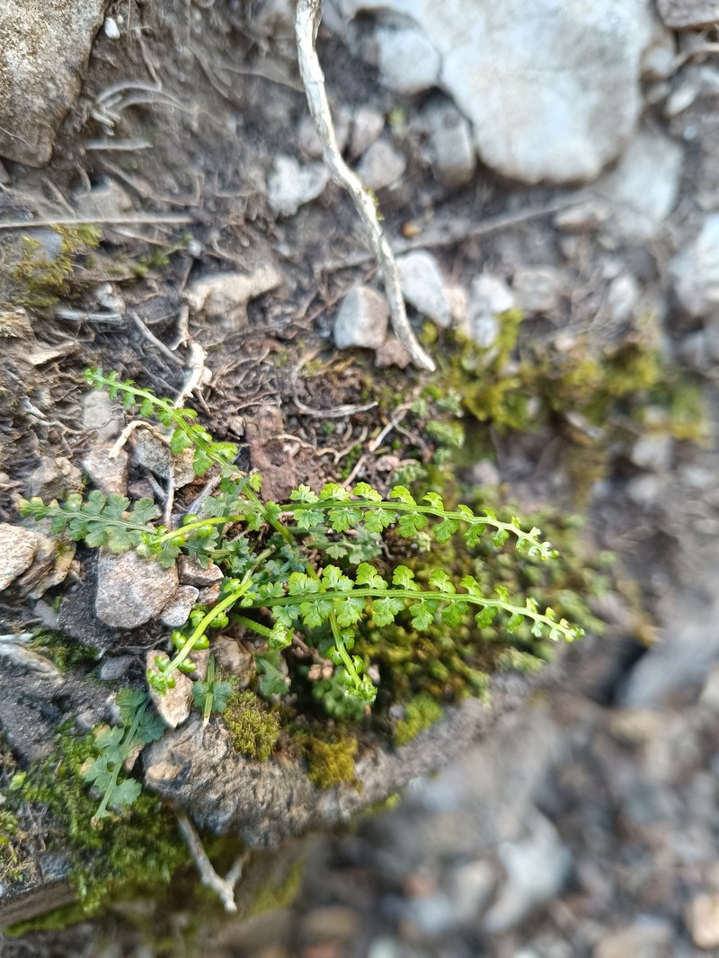 Asplenium fontanum subsp. fontanum photo 3
