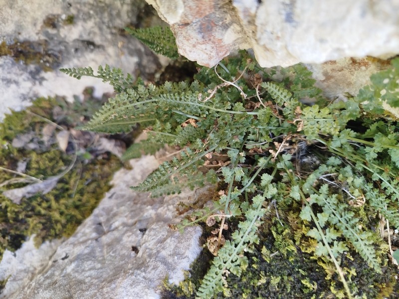 Asplenium fontanum subsp. fontanum photo 4