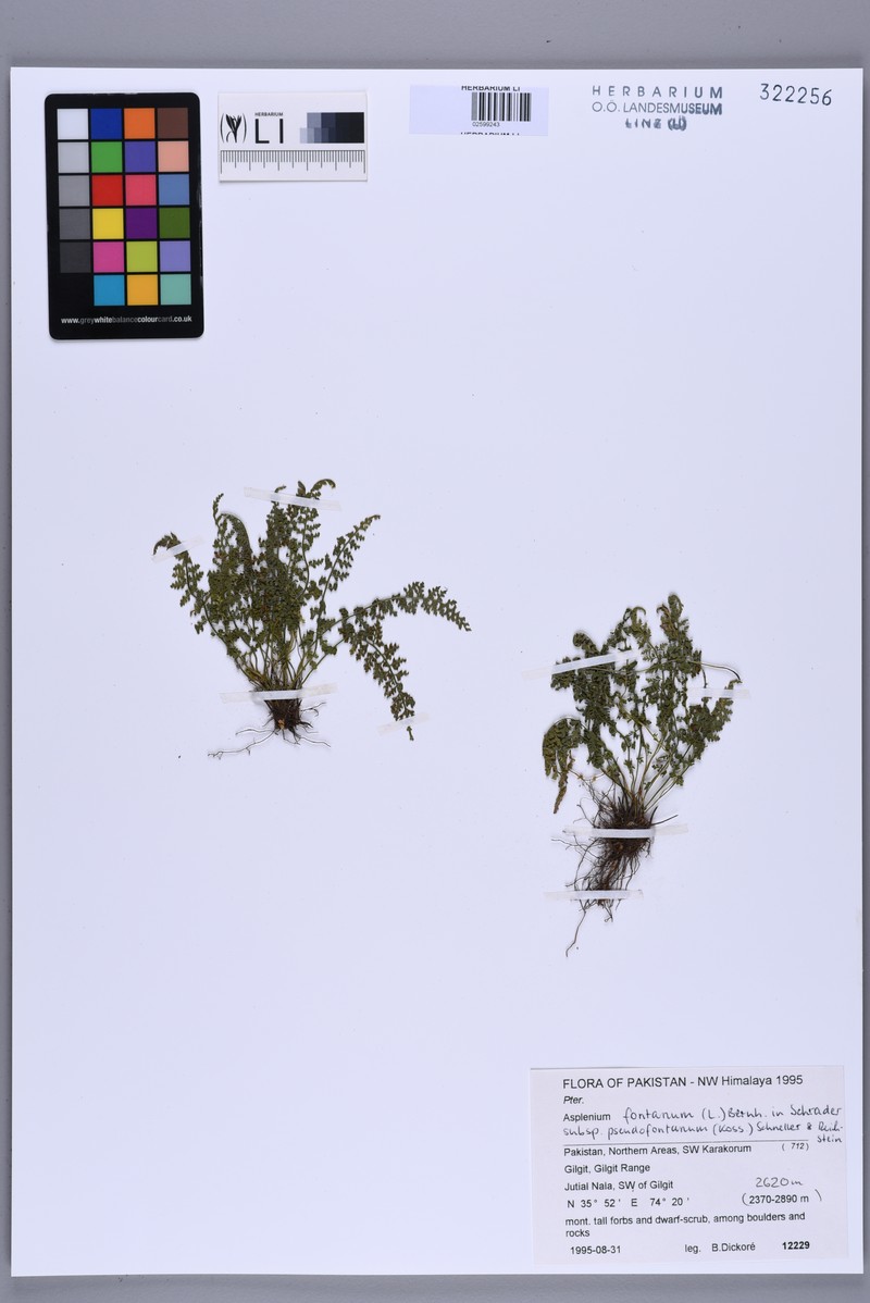 Asplenium fontanum subsp. pseudofontanum