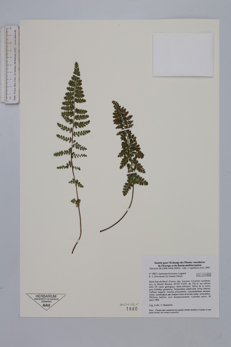 Asplenium forisiense