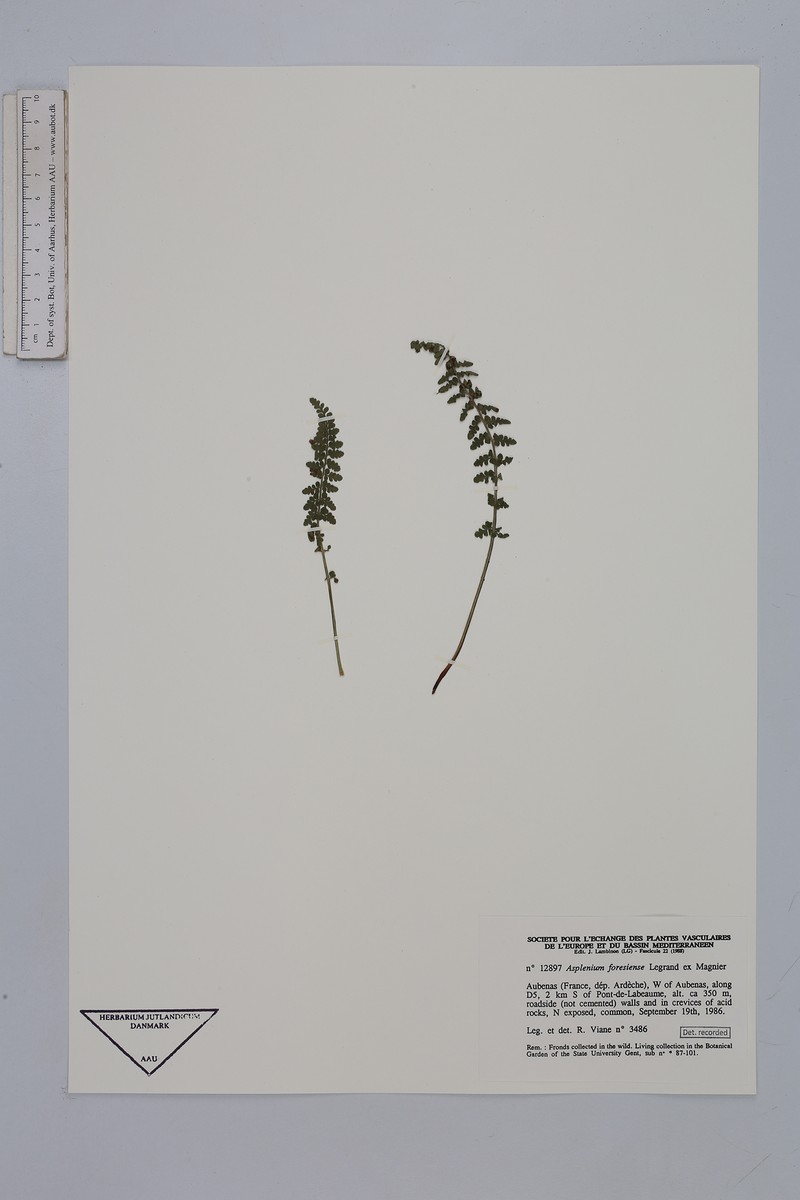 Asplenium forisiense photo 2