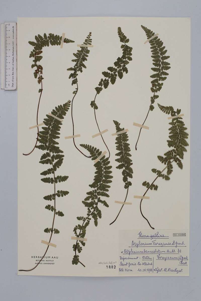 Asplenium forisiense photo 3