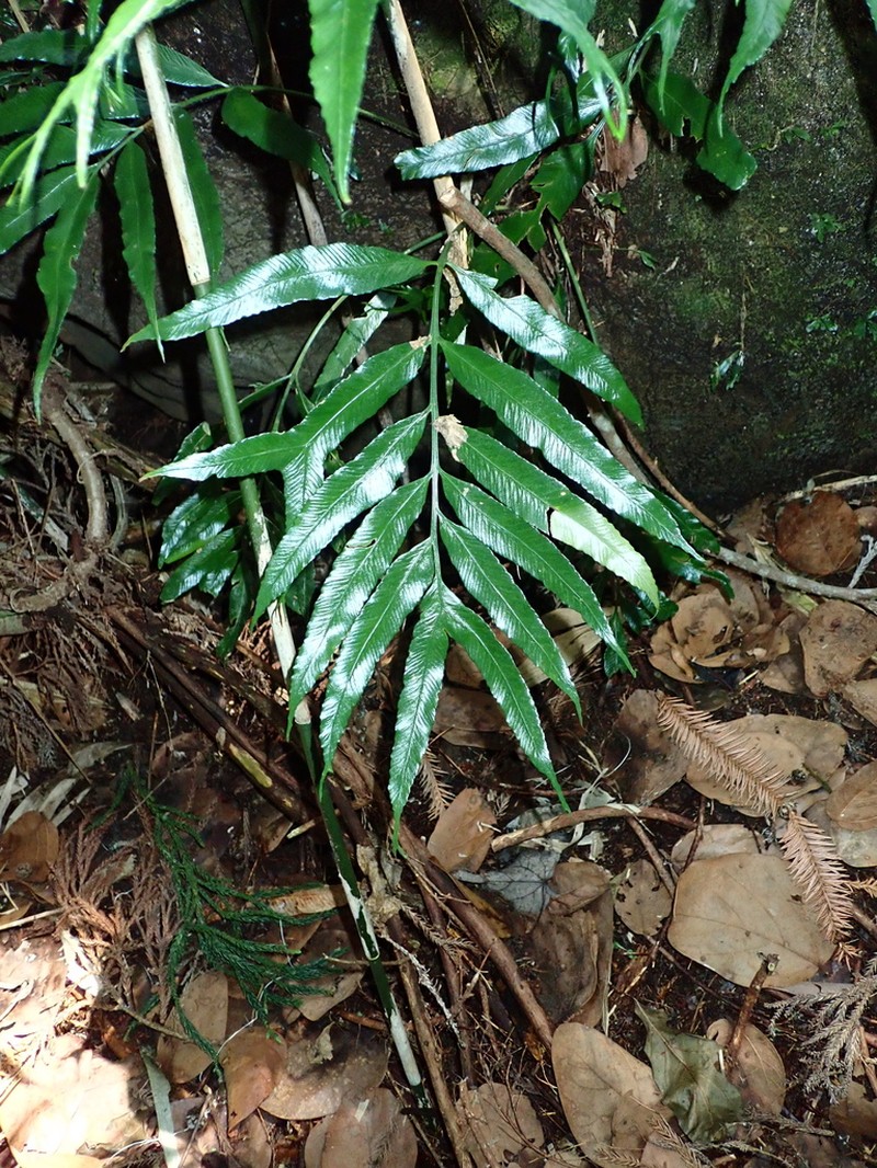 Asplenium formosae photo 2