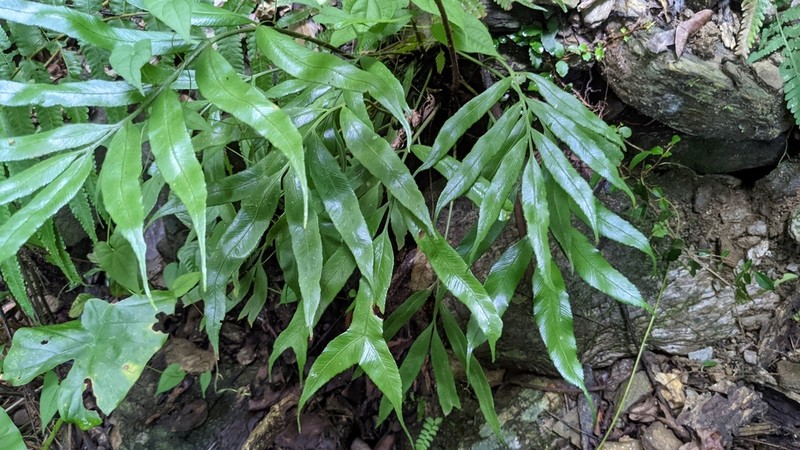 Asplenium formosae photo 3