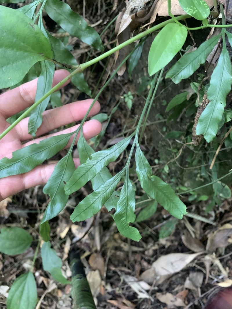 Asplenium formosae photo 4
