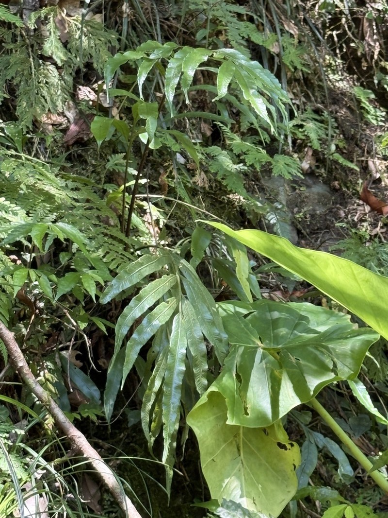 Asplenium formosae photo 5