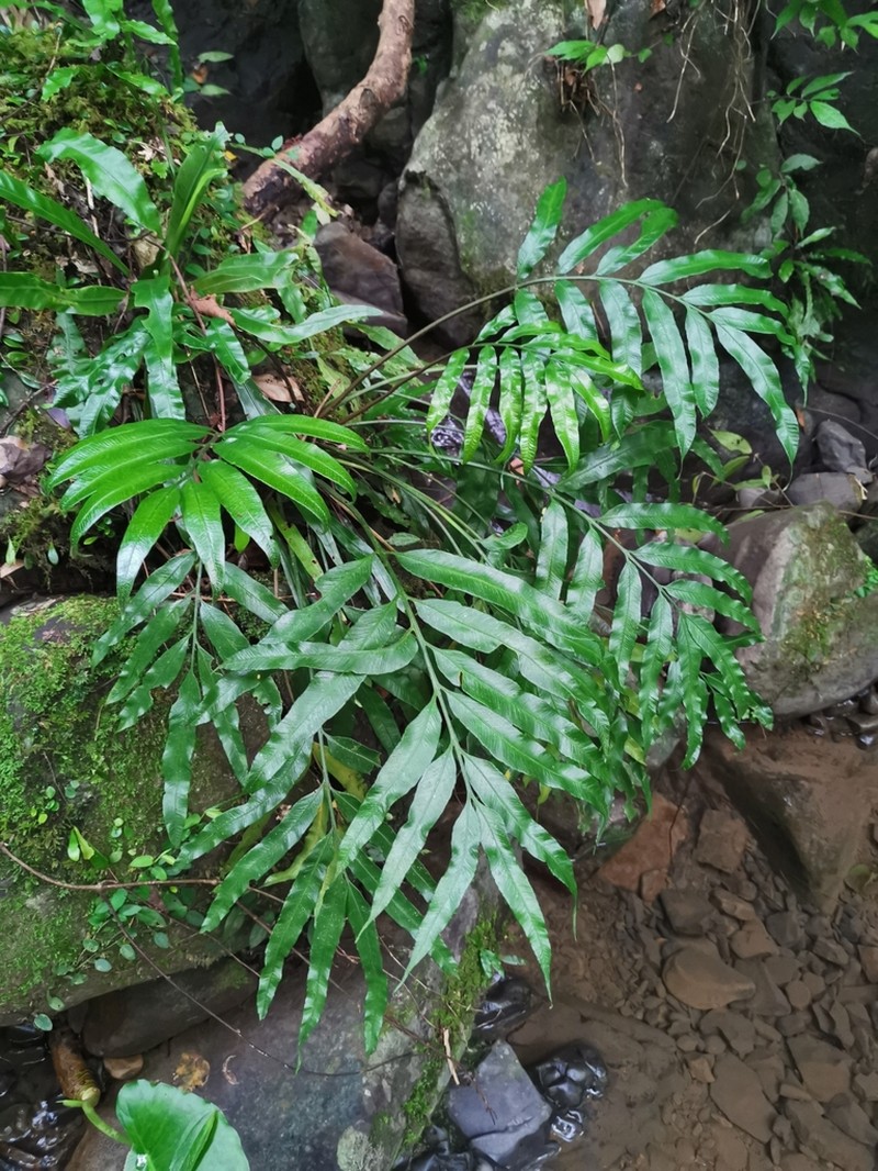 Asplenium formosae photo 6