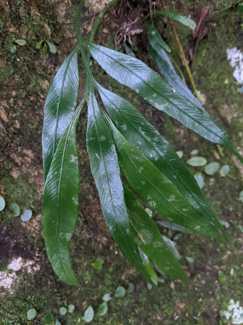 Asplenium formosae photo 7