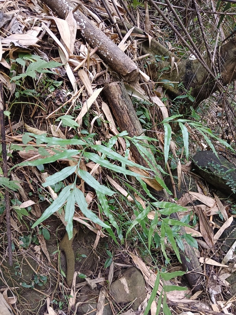 Asplenium formosae photo 8