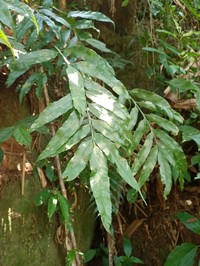 Asplenium formosae
