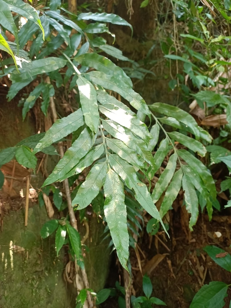 Asplenium formosae