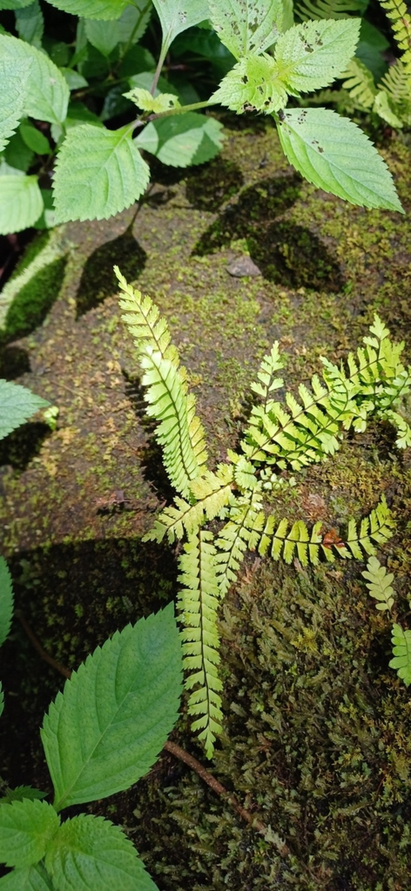 Showy Spleenwort